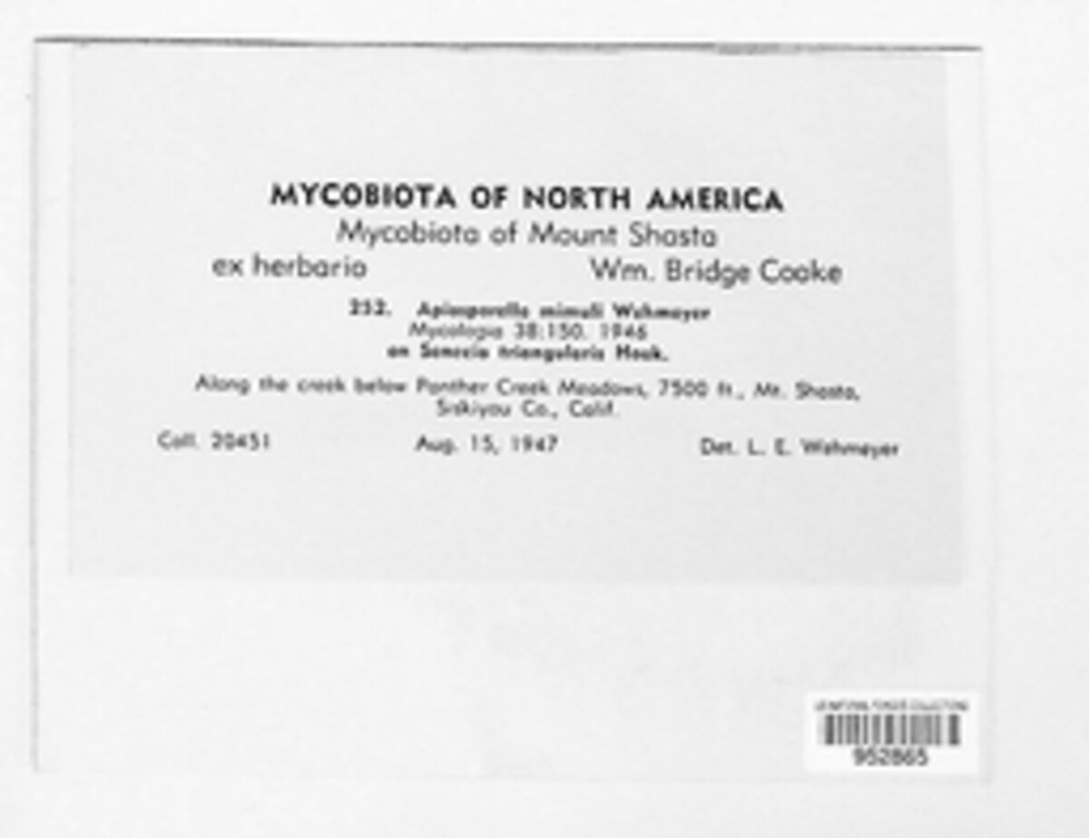 Didymolepta mimuli image